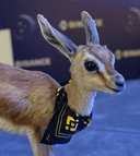 0x43e36a35d22636944ec4ec46cab358a2a4dcd321 icon