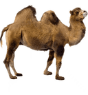 0x8051a61319b7ff7010a200e39b30b9a084dbcb5f icon